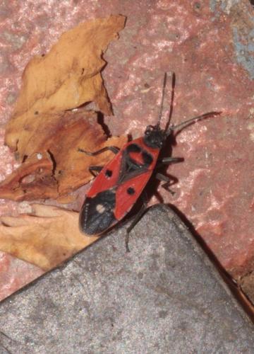 Melanocoryphus albomaculatus